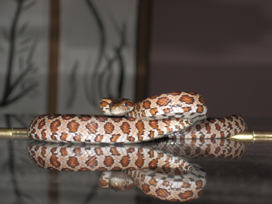 corn-snake-on-baby-grand_1_1