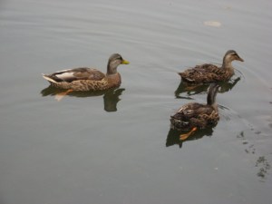 crowder-park-mallards_1_12