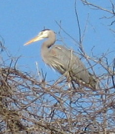 heron-facing