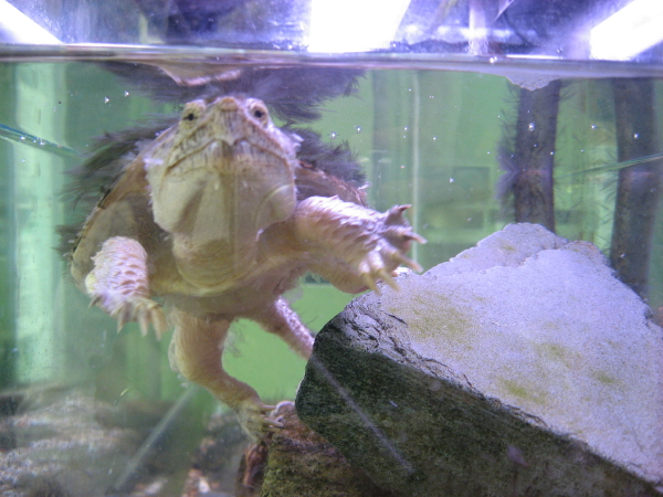 snapping-turtle-face_1_1