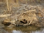 beaver-house-close-up_1_1