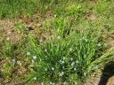 blue-eyed-grass_1_1.jpg