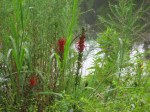 cardinal-flowers-at-crowder-park_1_1