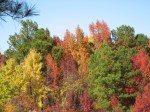 fall-on-the-west-beltline_1_1