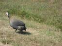 guinea-hen.jpg