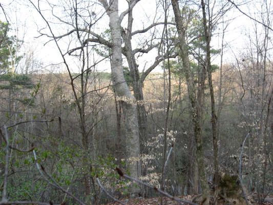 Marsh Creek floodplain from Rollingwood