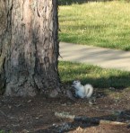 brevard-white-squirrel_1_1