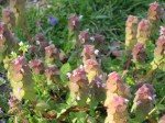 henbit_1_1
