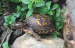 juvenile-box-turtle_1_1