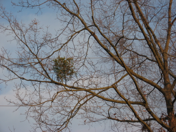 Mistletoe at Oakwood Cemetery