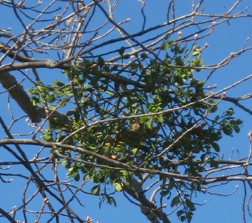 wade-ave-close-up_1_1