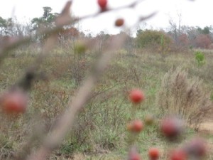 Meadow off Sunnybrook