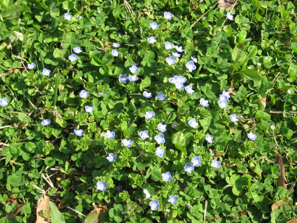 blue-wildflowers_1_1