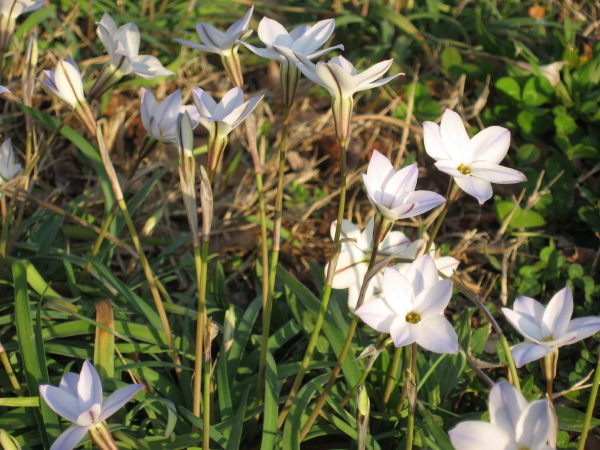 snowflakes, an early bulbous wildflower
