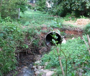 Grassy Branch re-enters pipe