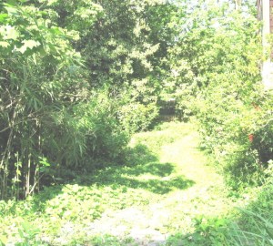 Chris's side yard_1_1