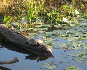sliders at Yates Mill_1_1