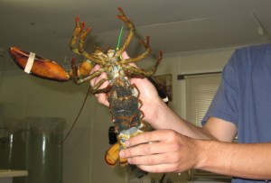 pregnant lobster at Oceanarium