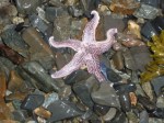 purple starfish by Cara_1_1