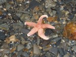 starfish by Cara_1_1