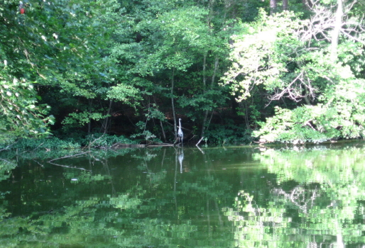 heron at pond's edge