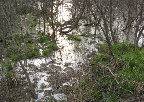 Walnut Creek wetland_1_1