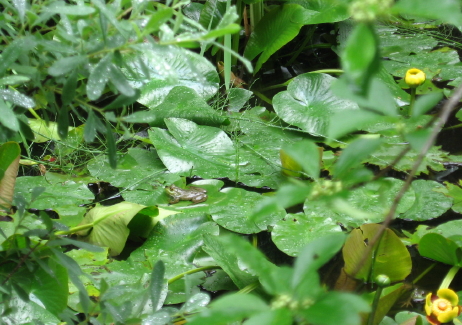 Abbe garden frog_1_1