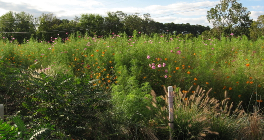 Walnut Creek Wetland center flower bed