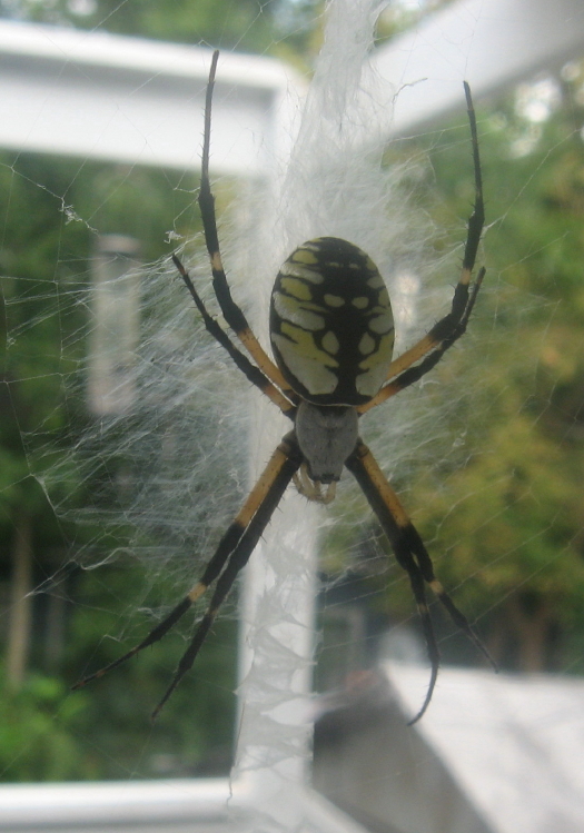 Garden spider in window_1_1