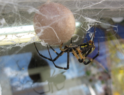 huge egg sac mirrored_1_1
