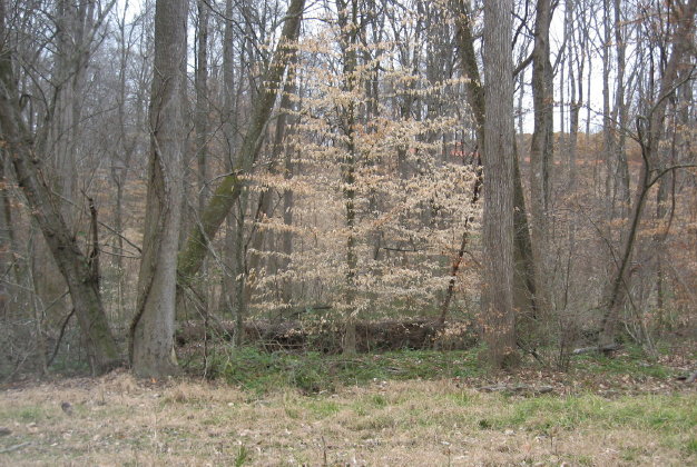 bottomland woods by House Creek_1_1