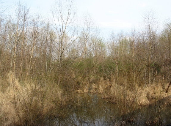 former beaver lodge water restored!_1_1