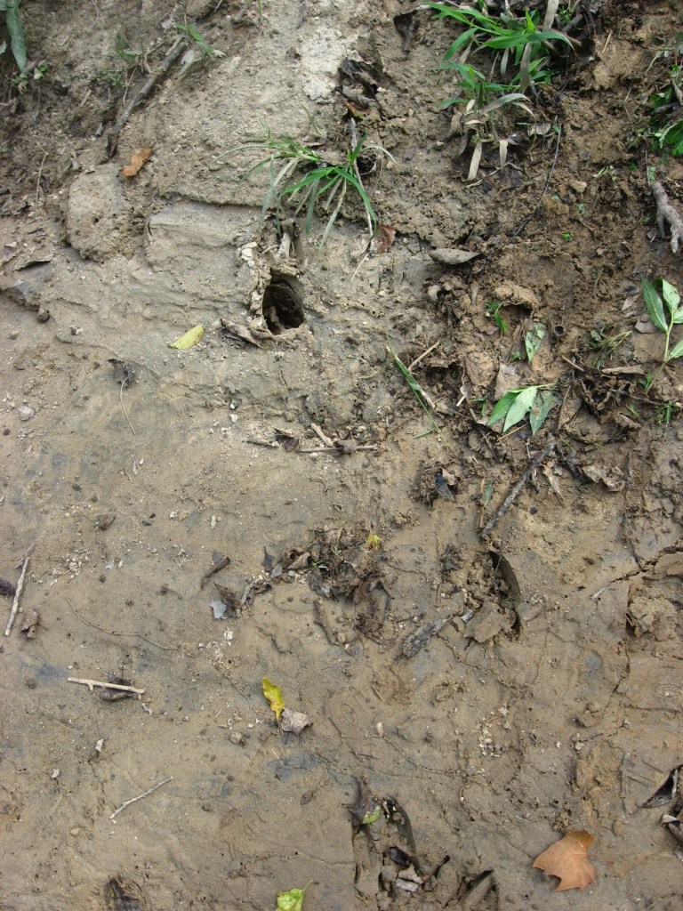 deer prints at Crabtree