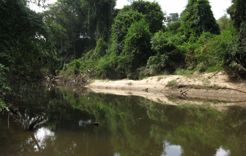 fallen tree creates sandbank
