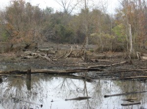 gator country for very small gators