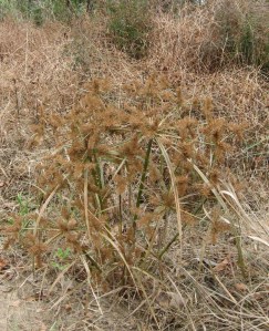 spiky herb at Raleigh swamp