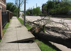 downed tree at Shaw University after tornado