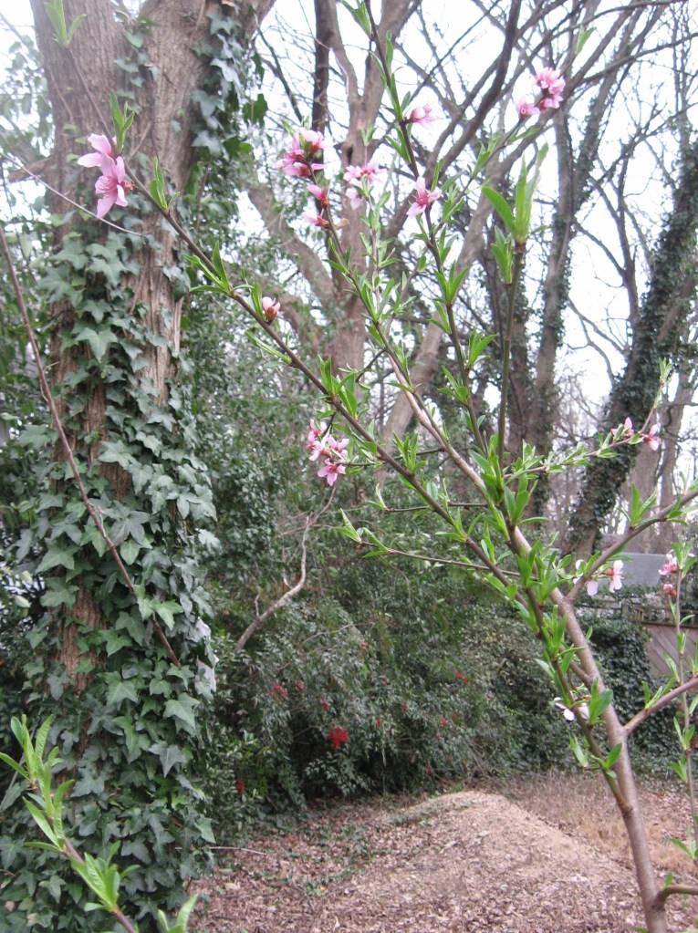 Black cherry blossoms announce spring