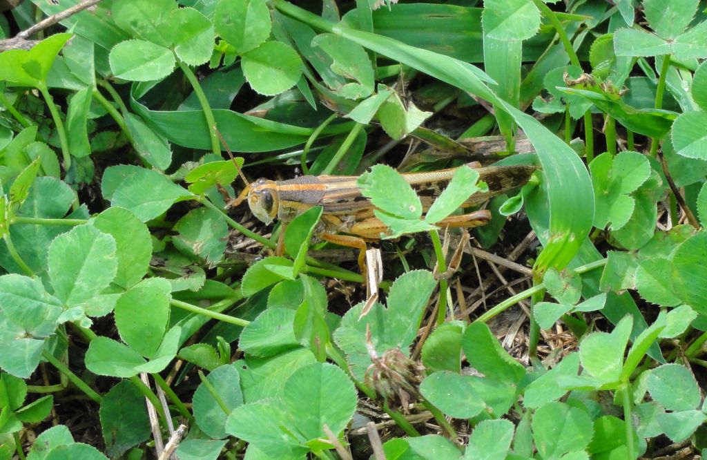 Prairie Ridge grasshopper