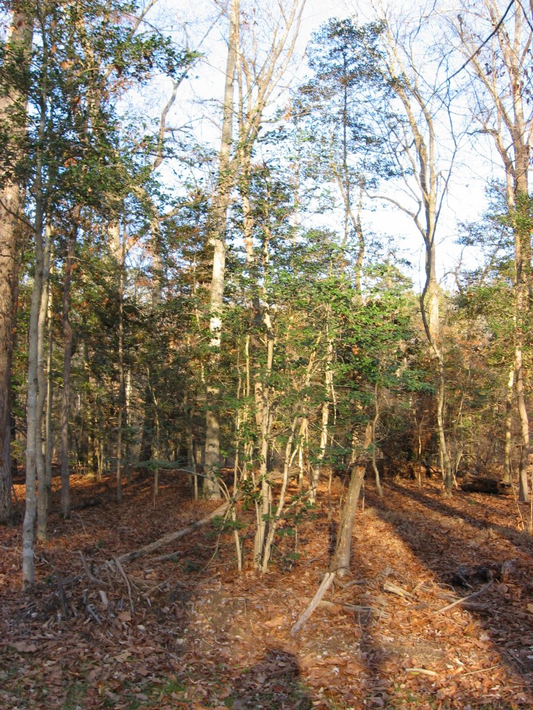 American holly in Crabtree's floodplain