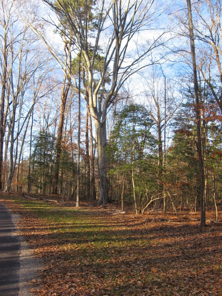 beech on lower Crabtree Trail