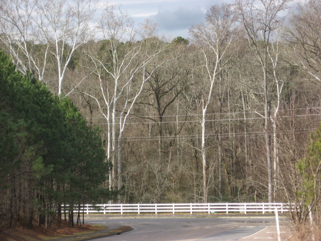 Winter sycamores guard Buckeye Trail connector on Milburnie Road
