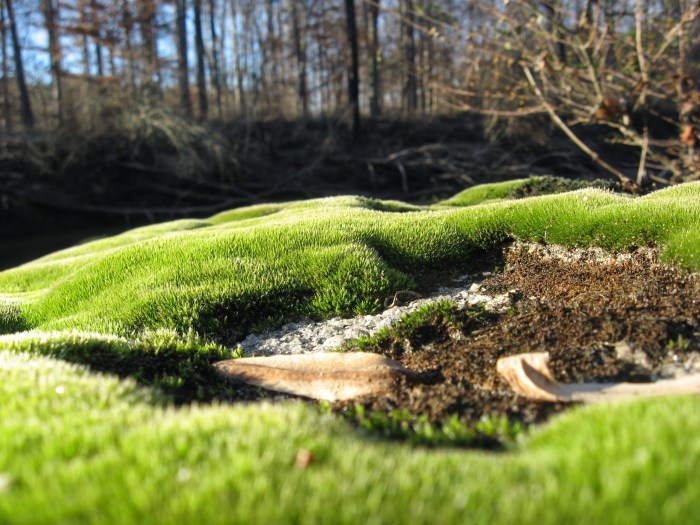moss mountains by Crabtree