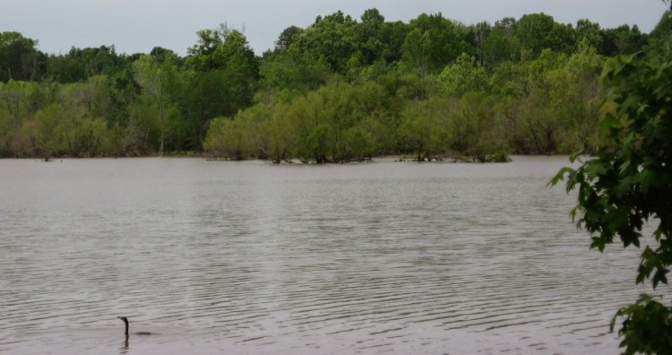 Cypress trees on the southwestern shore of Falls Lake