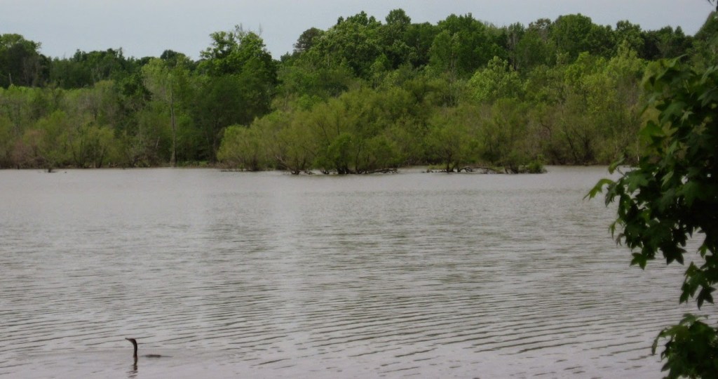 Cypress trees on the southwestern shore of Falls Lake