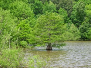 cypress in Falls Lake