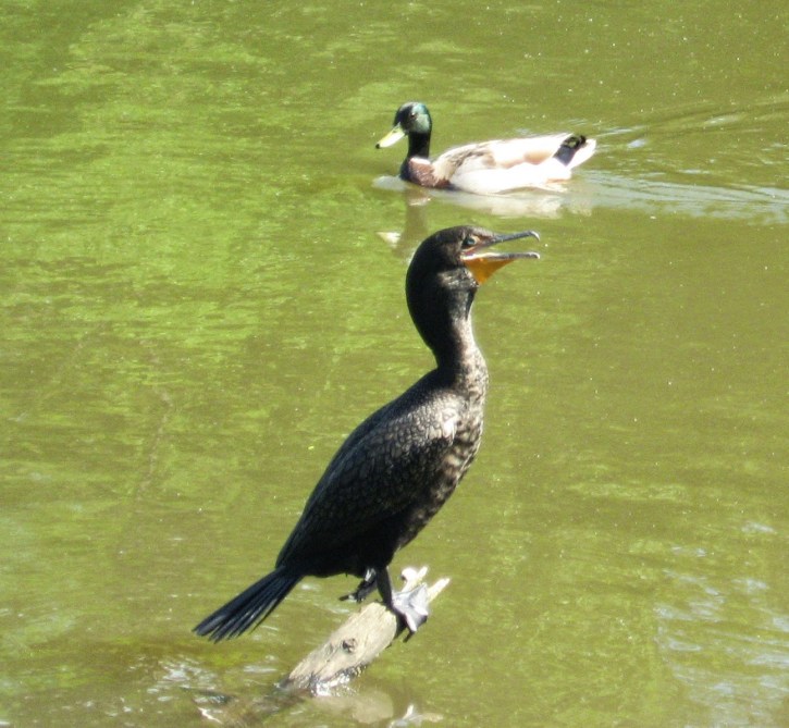 A red-throated loon shows his Springtime stuff at Lake Lynn  in northwest Raleigh