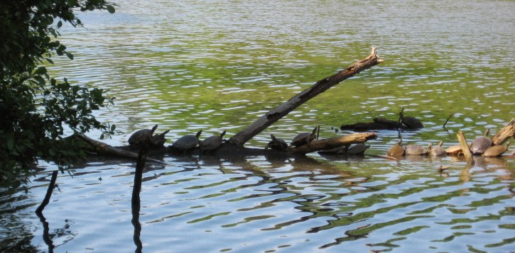 Sliders at Lake Lynn