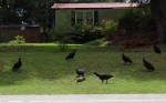 black vultures w&nbsp;armadillo