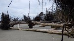 DRiftwood Beach 3